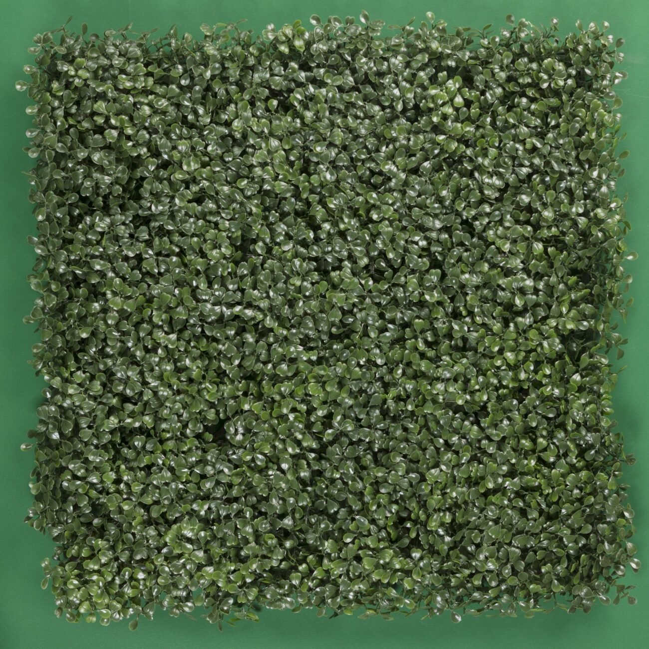 MURO VERDE Interior y Exterior - Imagen 4