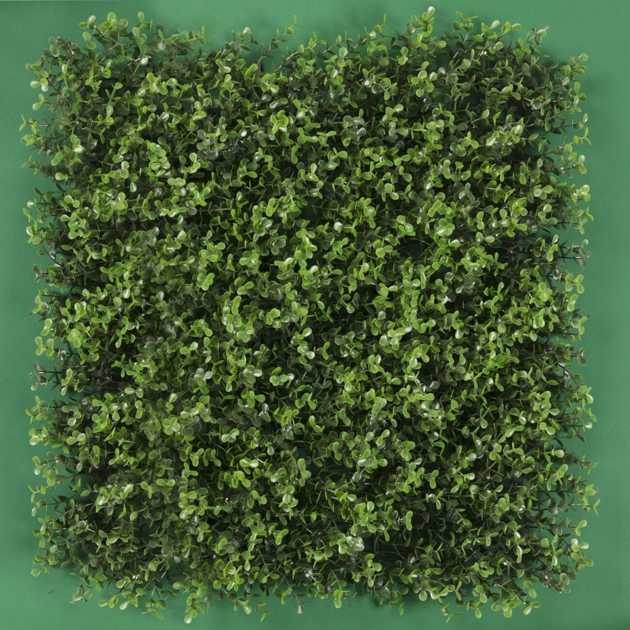 MURO VERDE Interior y Exterior - Imagen 6