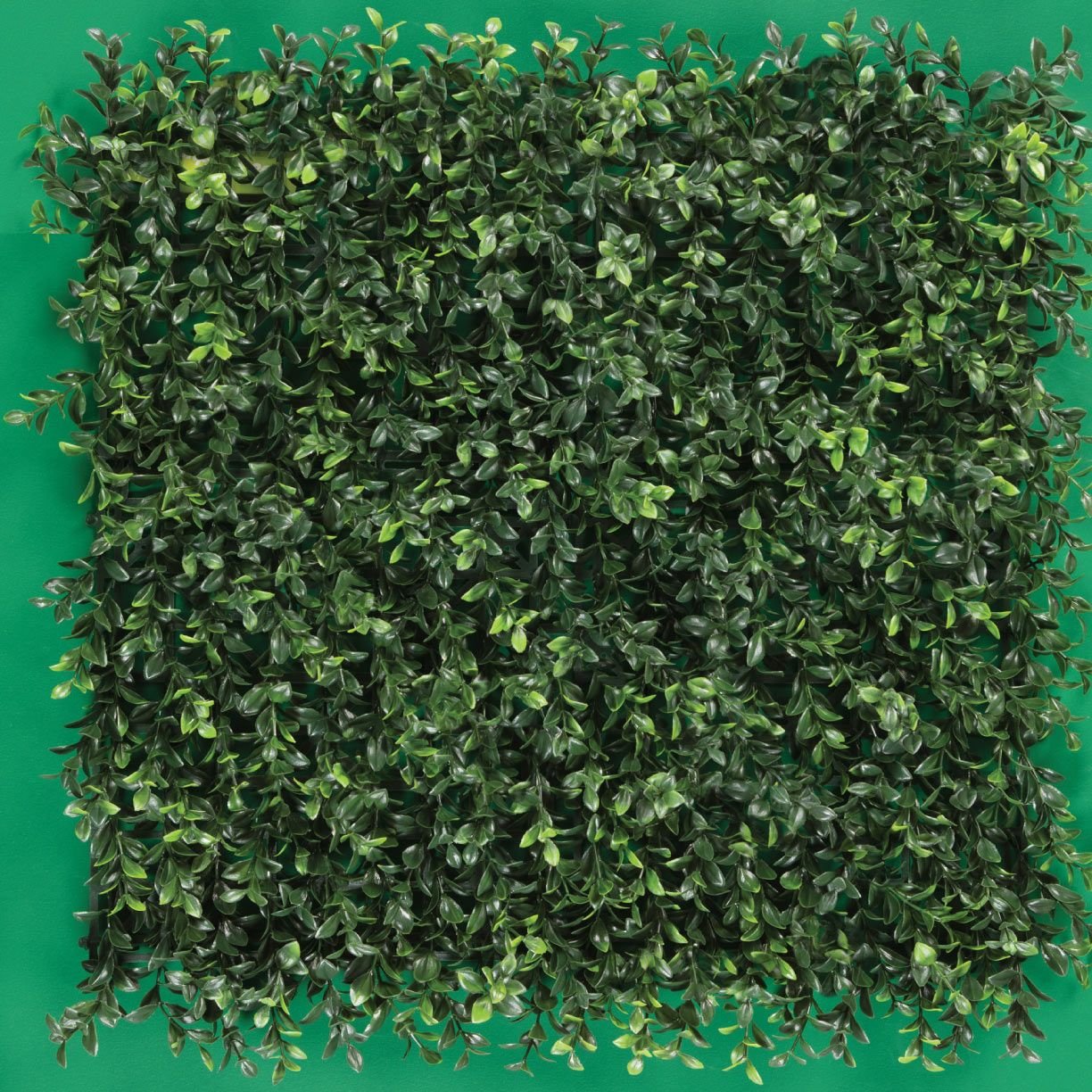 MURO VERDE Interior y Exterior - Imagen 7